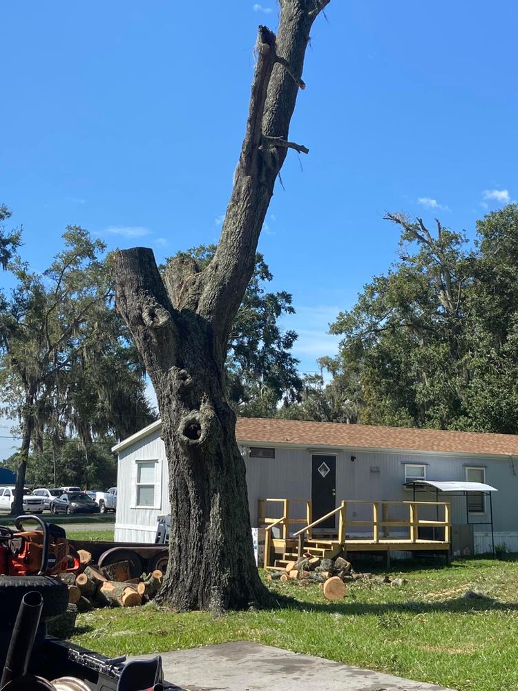 All Photos for Efficient and Reliable Tree Service in Lake Wales, FL