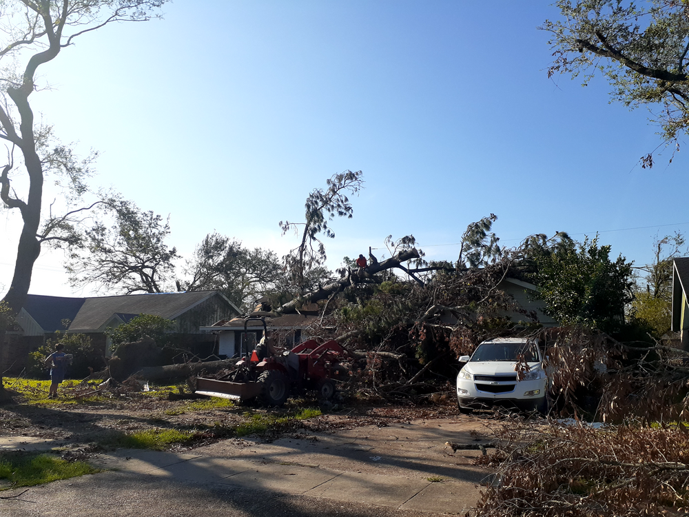 All Photos for Professional Tree Service USA in Chattanooga, TN