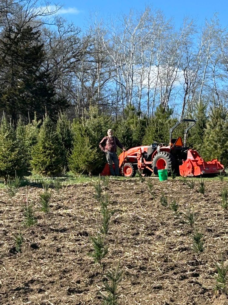 Pre-Cut Tree Lot for Spring Creek Evergreens in Red Wing, MN