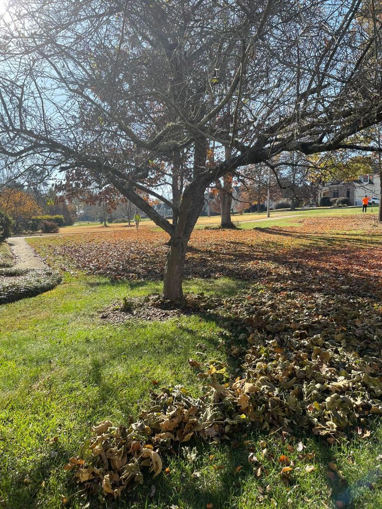 All Photos for Stem Tree Service in Belmont, NC