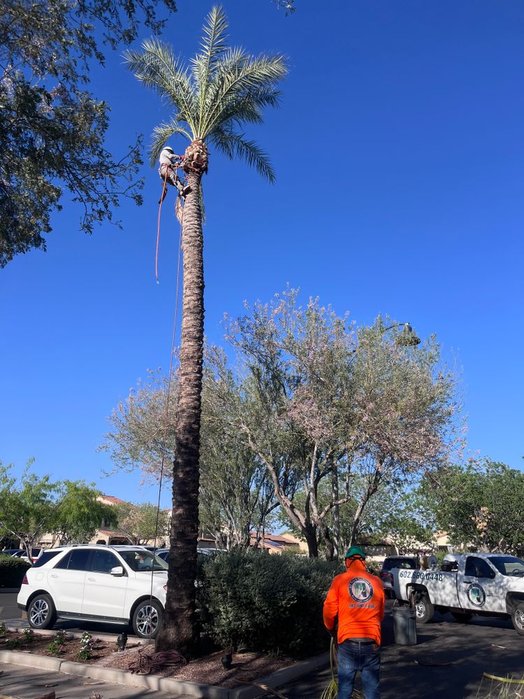 All Photos for AZ Tree & Hardscape Co in Surprise, AZ