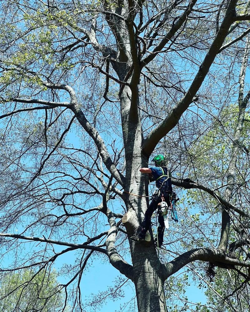 Our Arborist service provides expert care for your trees, offering pruning, health assessments, and disease management to maintain the beauty and safety of your landscape. Enhance your outdoor space with professional expertise. for Revival Tree Management in Chattanooga, TN