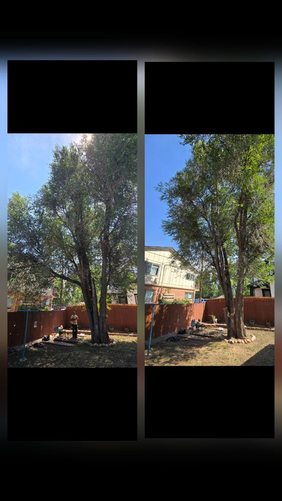 Other Services for Family Tree & Landscape LLC in Aurora, CO