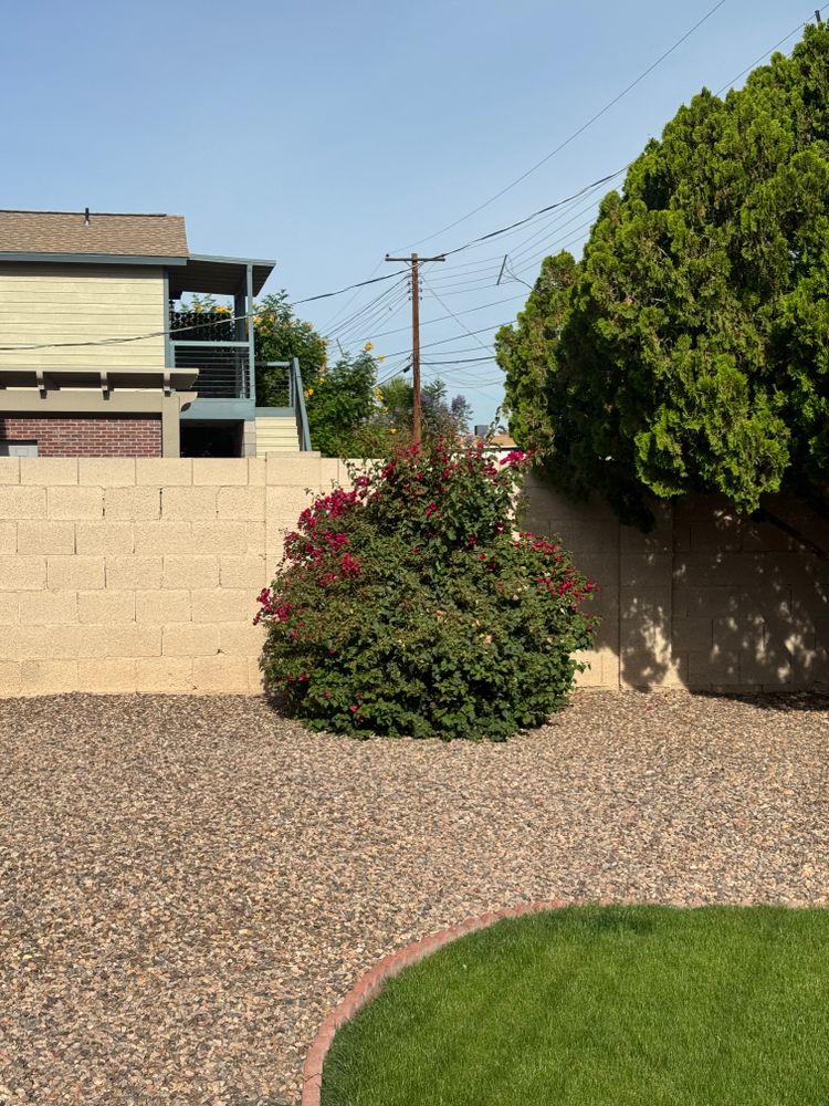 All Photos for Patriot Tree Service in Mesa, AZ