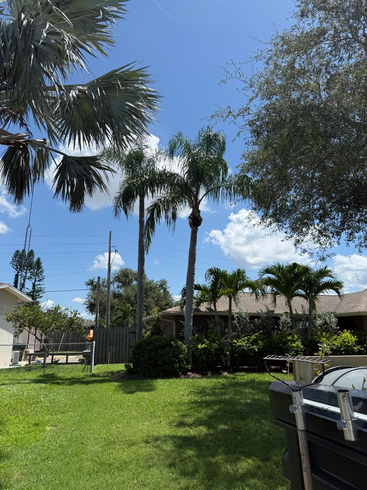 Tree Removal for Damian’s Tree Care in Sarasota, FL