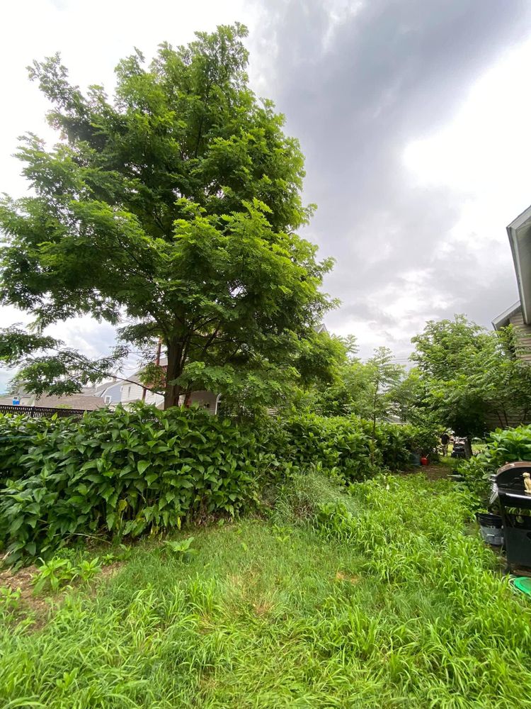 Tree Removal for Licensed to Cut in Athens, PA