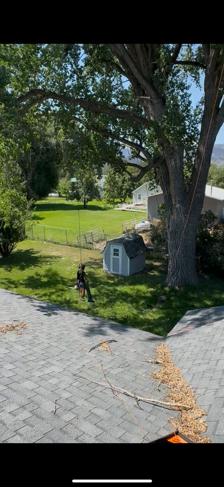 All Photos for Elevated Tree Care in Gillette, WY