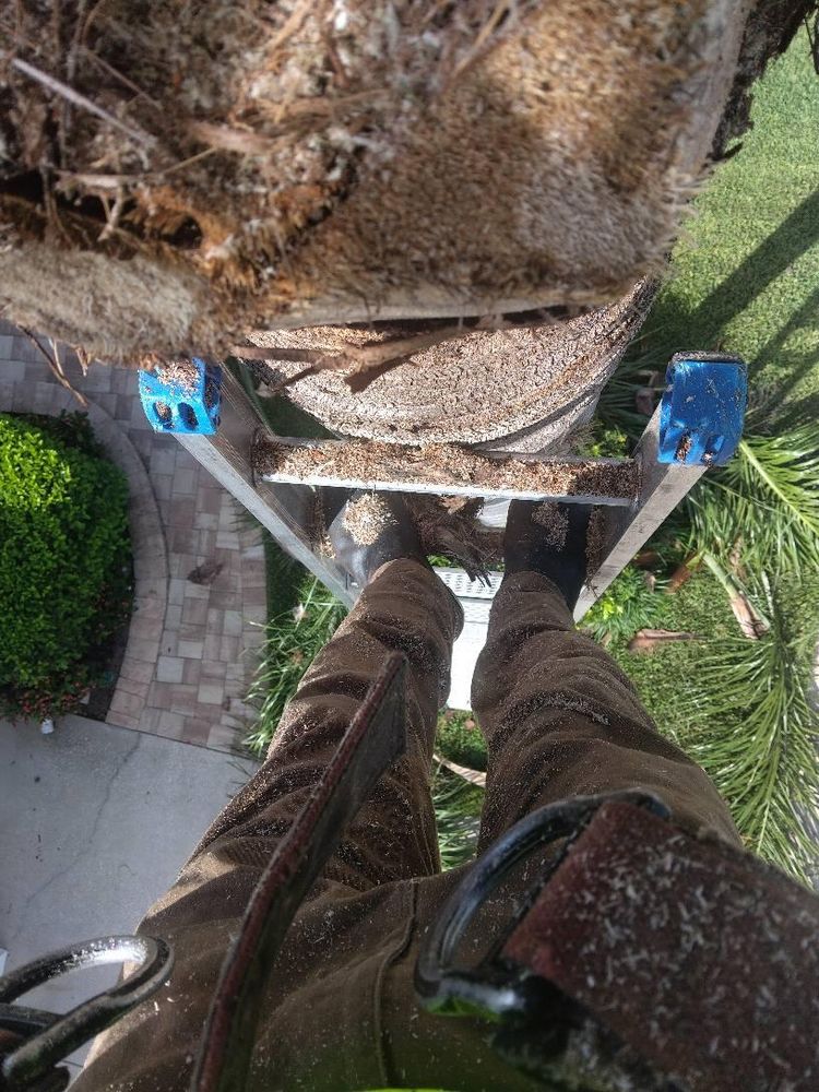 All Photos for Bills Tree Service in Valrico, FL