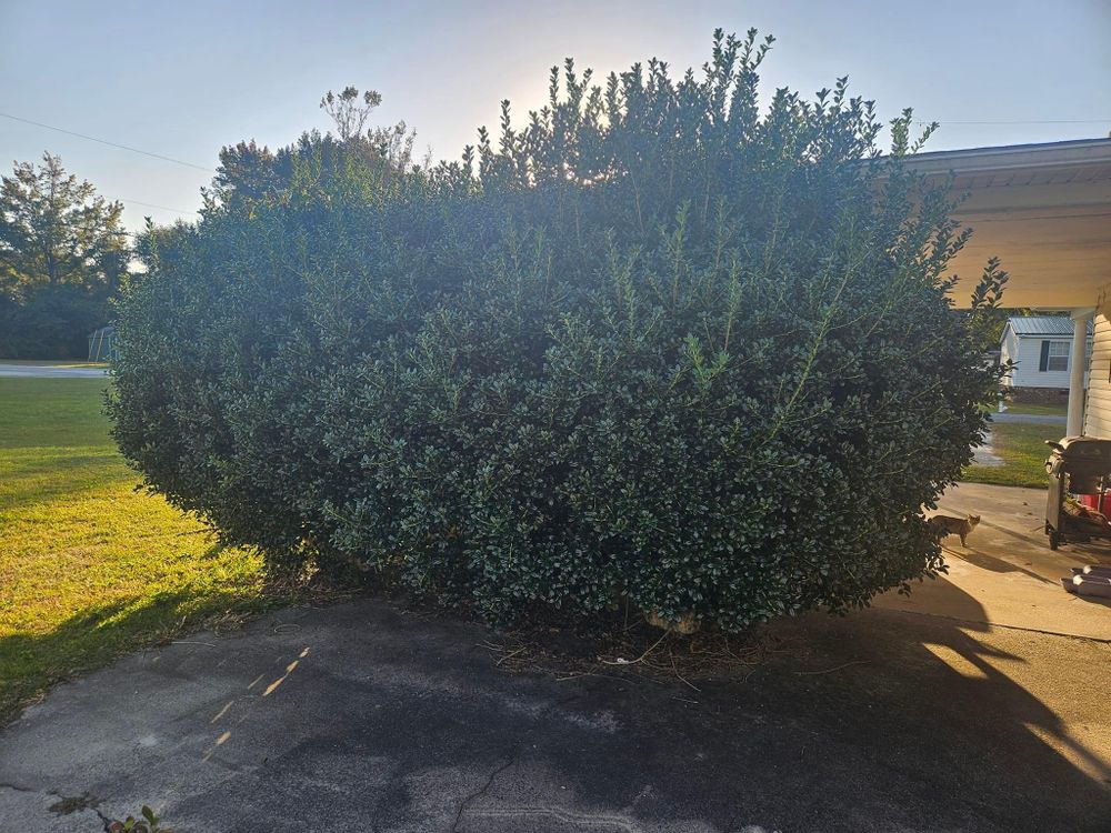 All Photos for Just Mow and Go Lawn Service in New Bern, NC