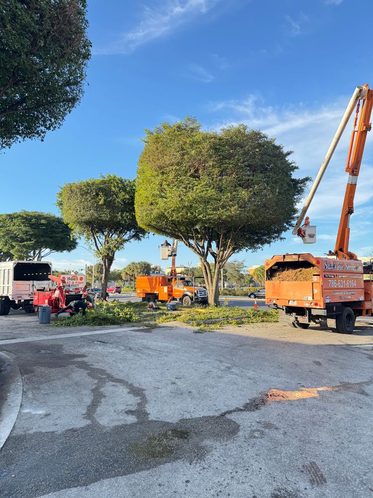 All Photos for Sam's Tree Service in Miami Beach,  FL