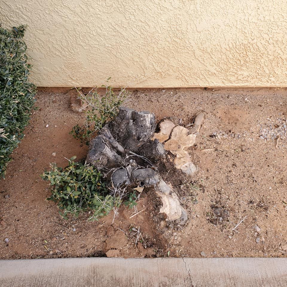 Our stump removal service efficiently eliminates unsightly stumps, enhancing your landscape's beauty and safety. Using advanced equipment, we ensure a clean finish without damaging surrounding areas. Perfect for seamless lawn rejuvenation. for A to Z Grounds Keeping in Sierra Vista, AZ