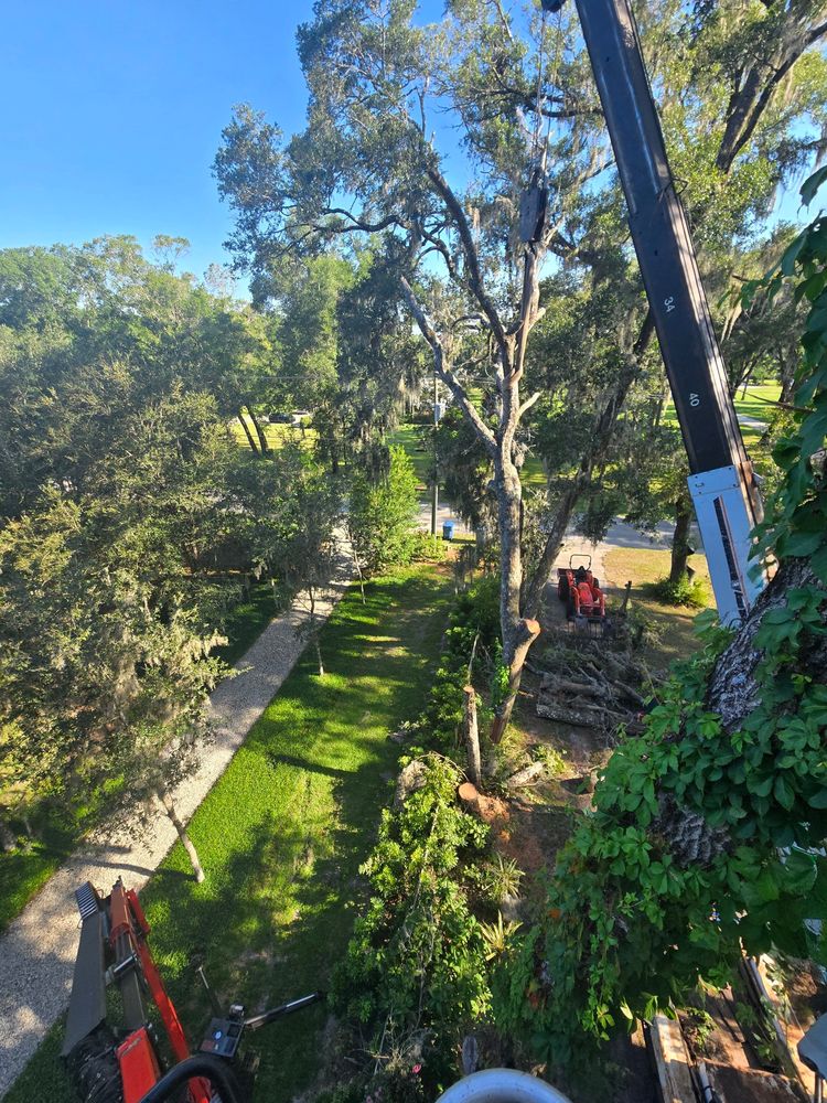 All Photos for Near Me Tree Service, Inc. in DeLand, FL