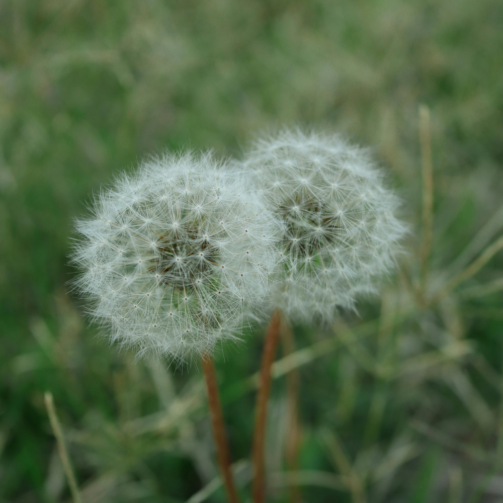 All Photos for 4 Points Lawncare LLC in Hayes, VA