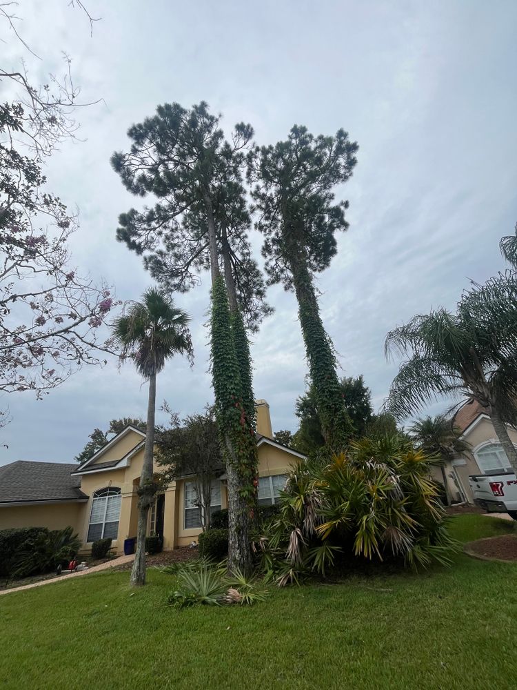 All Photos for Top Notch Tree Experts in Orange Park, FL