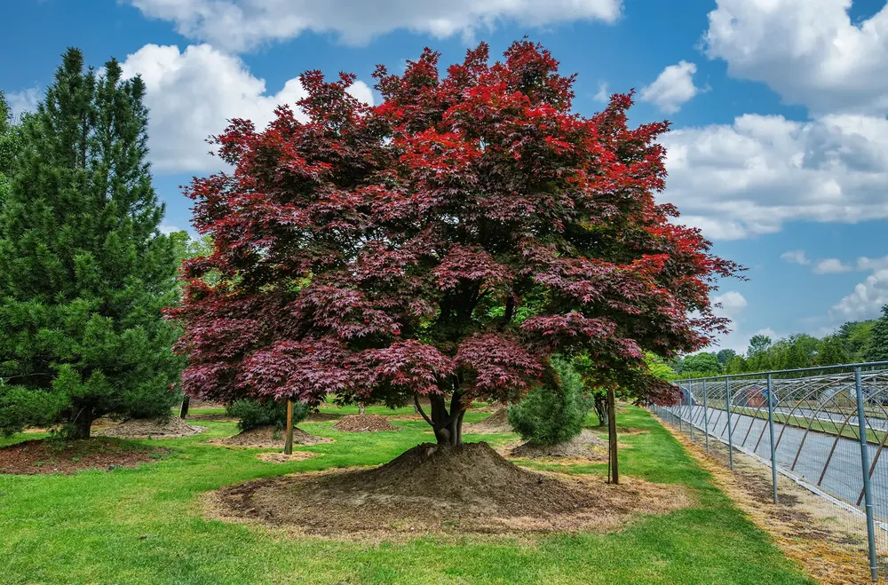Tree Removal for Total Concepts NJ in Marlboro, NJ