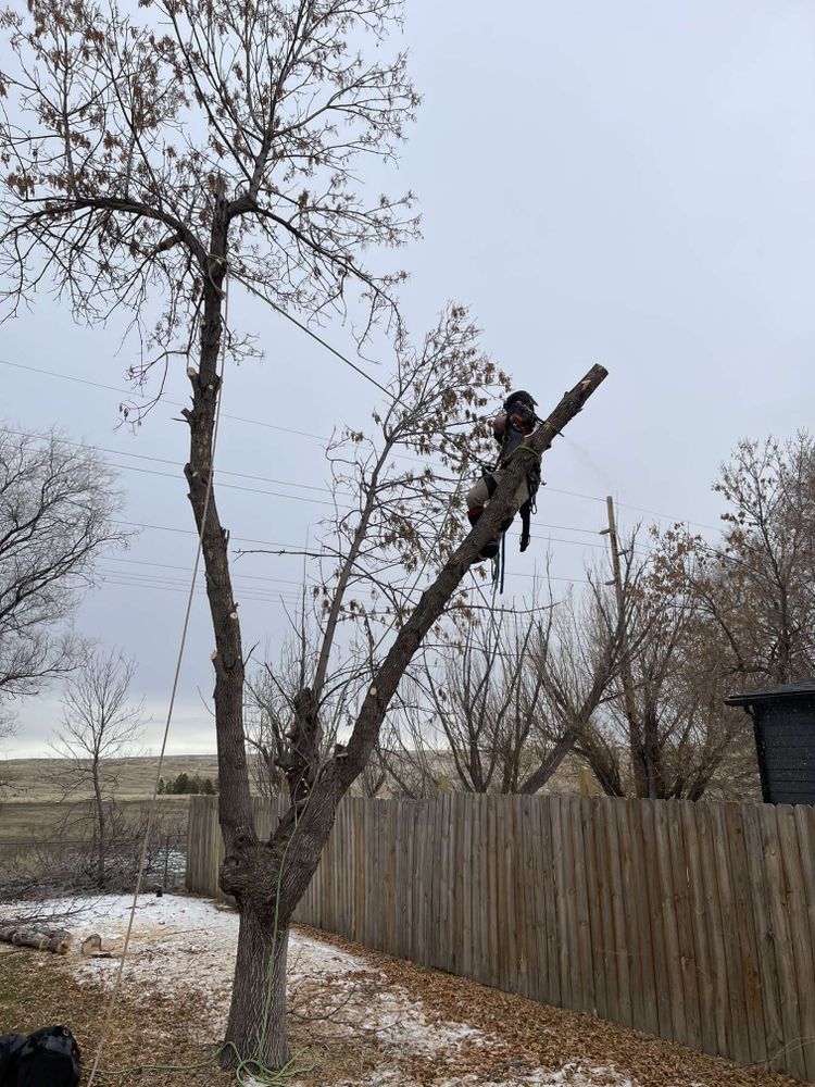 All Photos for Elevated Tree Care in Gillette, WY