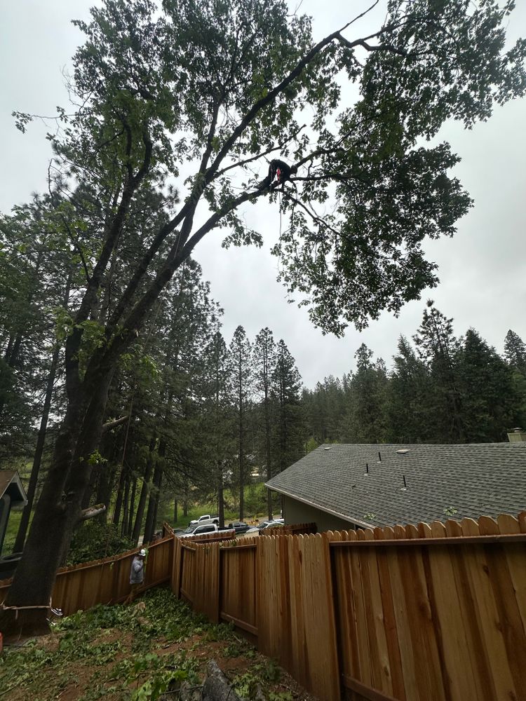 All Photos for Tyco Forest Management in Placerville, CA