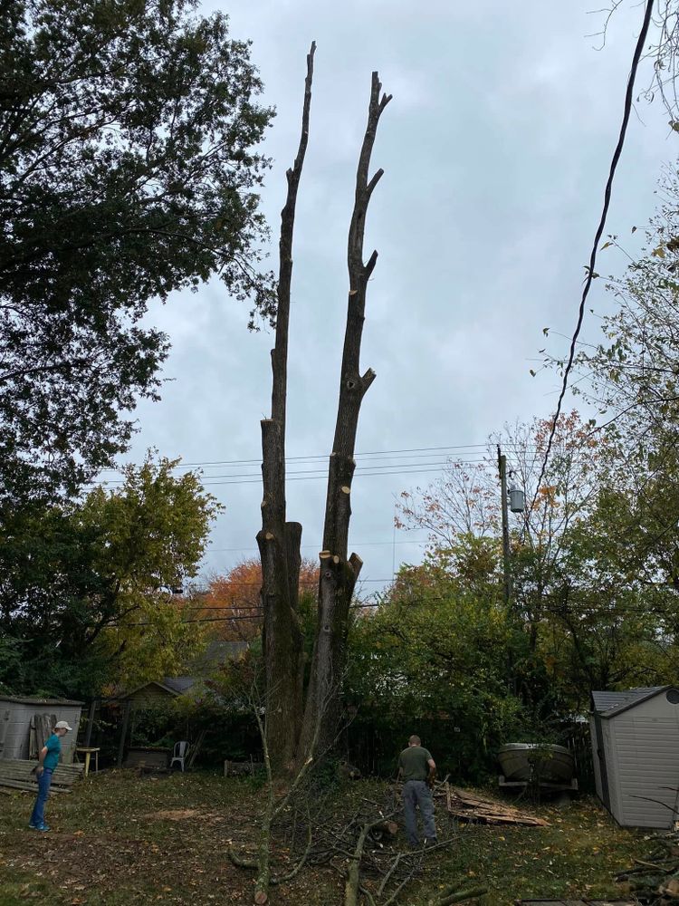 Tree Removal for Houtz Tree Service in Lexington, KY