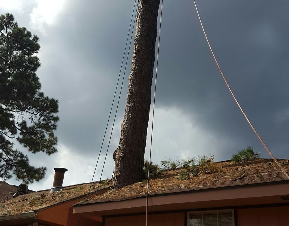 Tree Removal for David's Tree Service in Slidell, LA