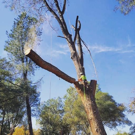 All Photos for George Staddan's Professional Tree Care in Placerville, CA