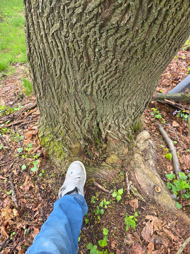 All Photos for D Hale Tree Service in Ann Arbor, MI