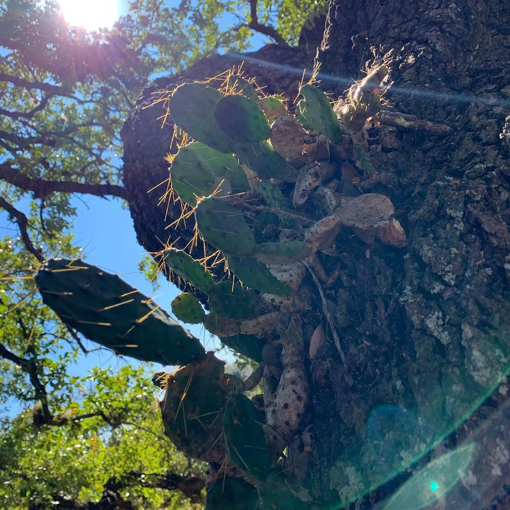 Pruning Services  for Braun Tree Service  in Floresville, Texas