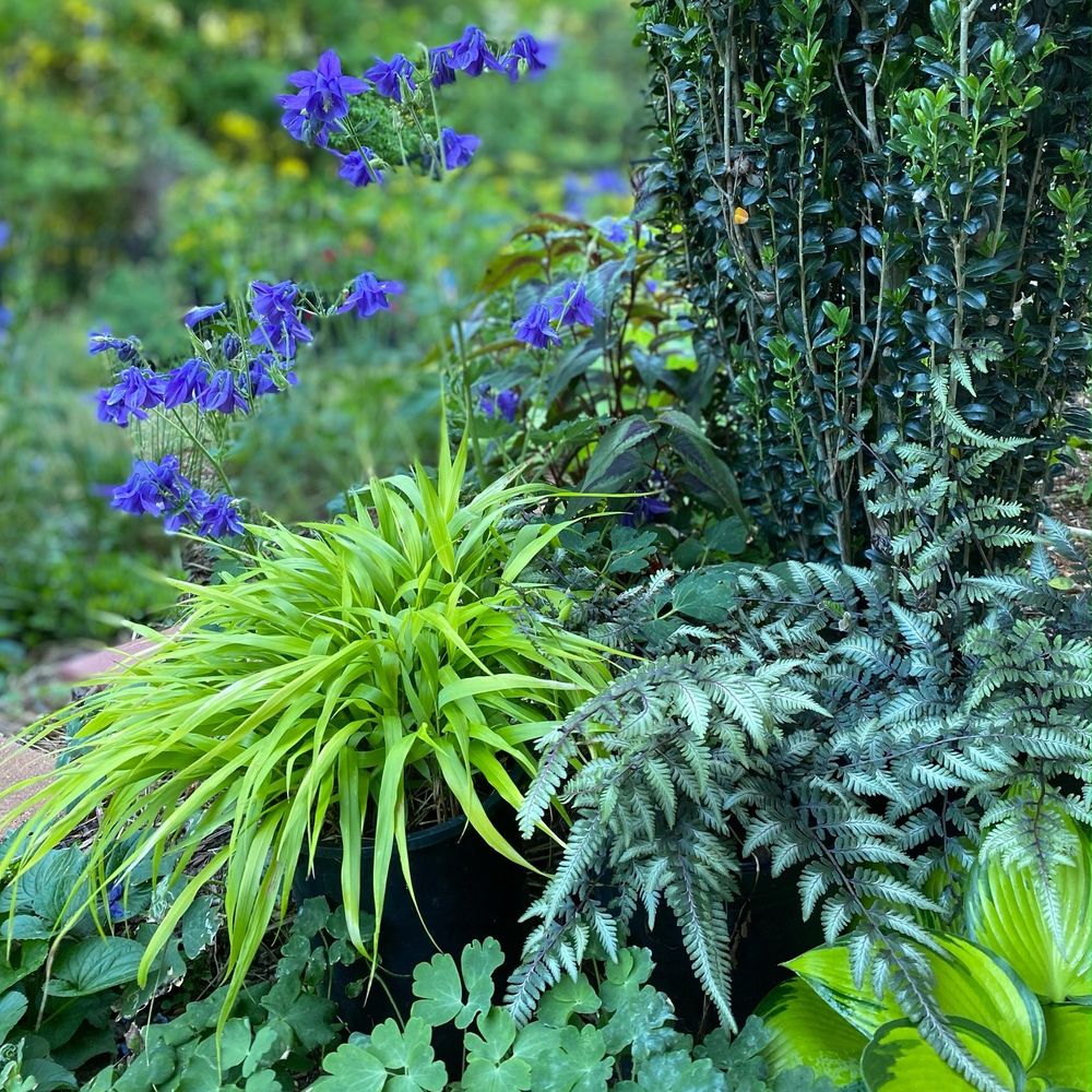 Landscaping for Christina King Landscape Design in West Raleigh, NC