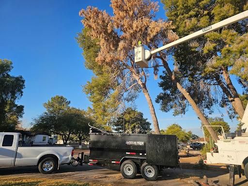 Tree Removal for T's Tree Service and Firewood in Apache Junction, AZ