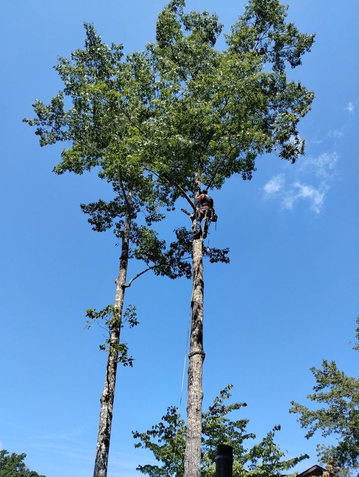 All Photos for Wade's Family Tree Service in Townsend, TN