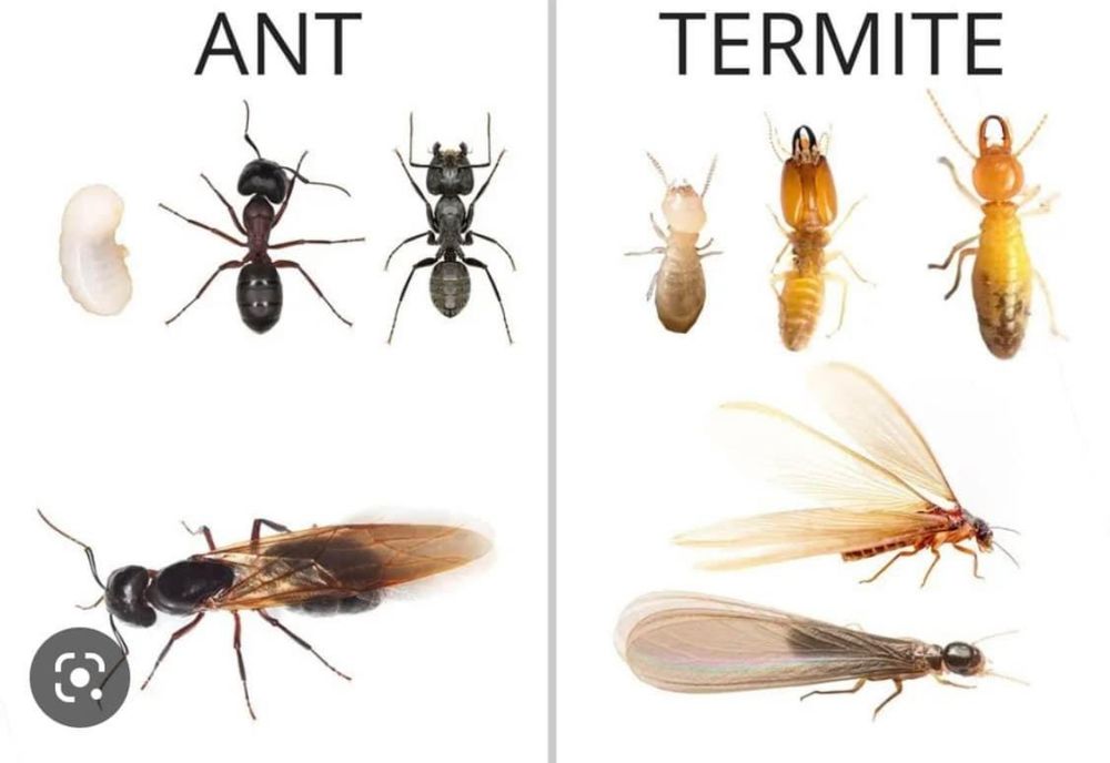 Termite for All-In Pest Control & Home Solutions in Greene County, IN
