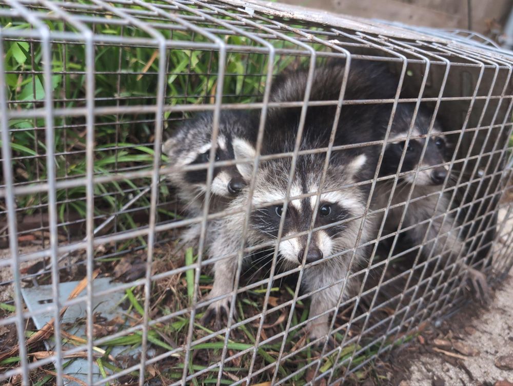 All Photos for Topper's Wildlife Removal in Garland, TX