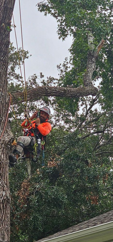 All Photos for Servin's Tree Care  in Houston, TX