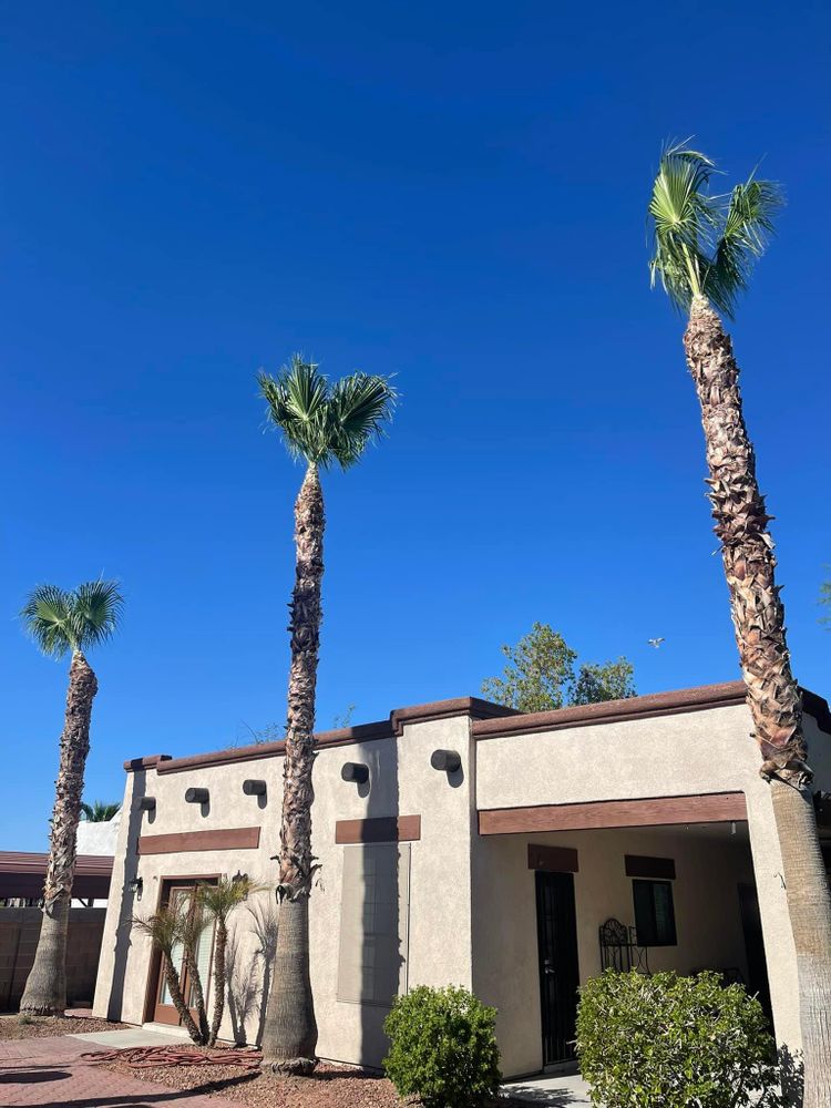 All Photos for Oliver L. Palm & Tree services in Yuma County, AZ