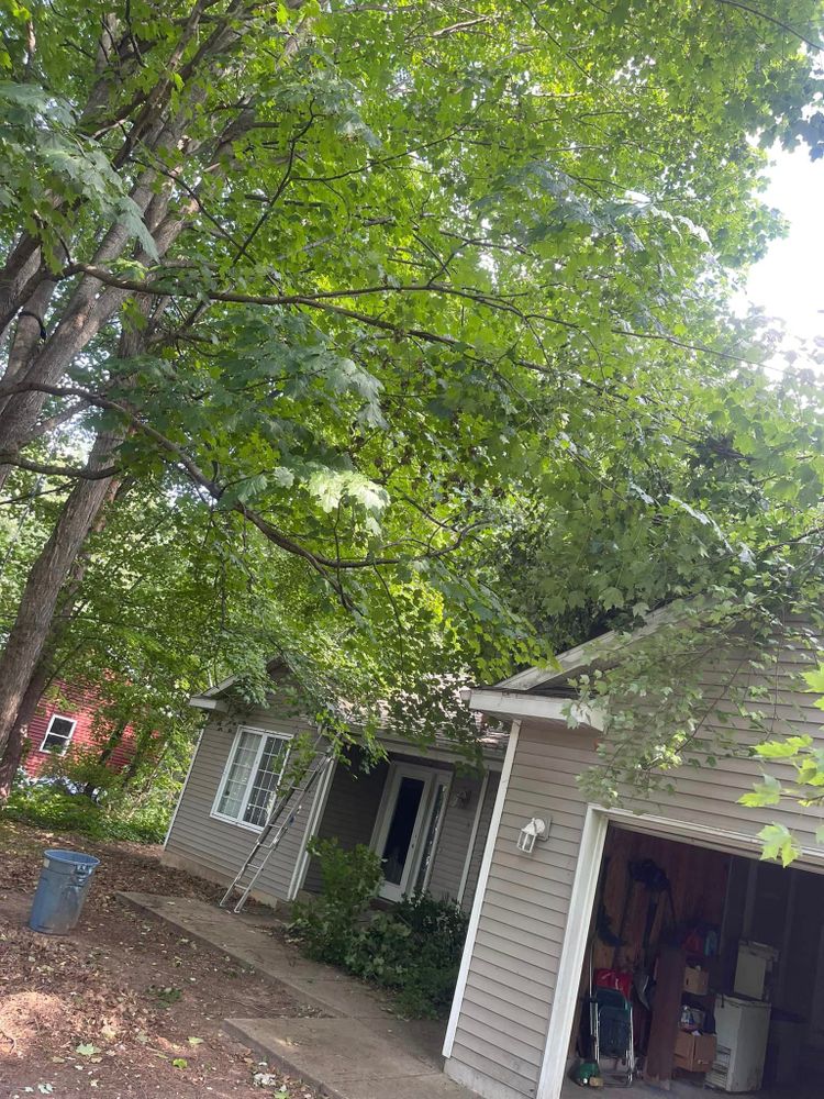 All Photos for Branching Out Tree Service in Hastings, MI