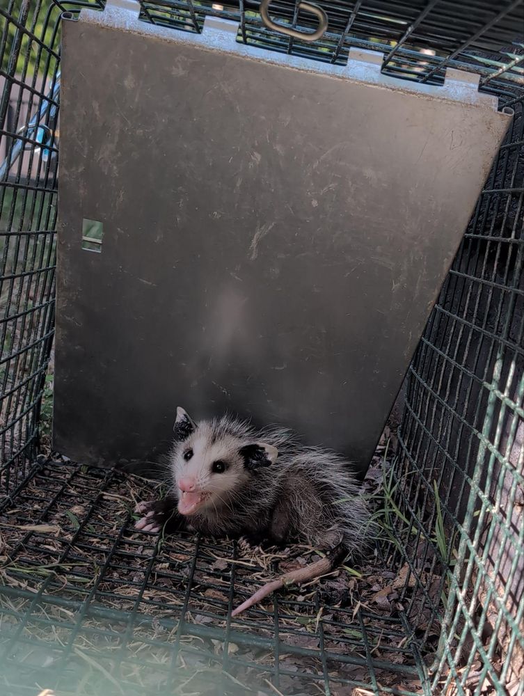 All Photos for Topper's Wildlife Removal in Garland, TX