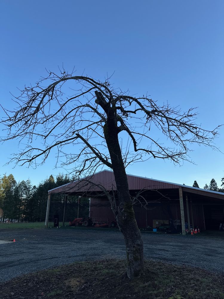 All Photos for Handy Hands Landscape in Corvallis, OR