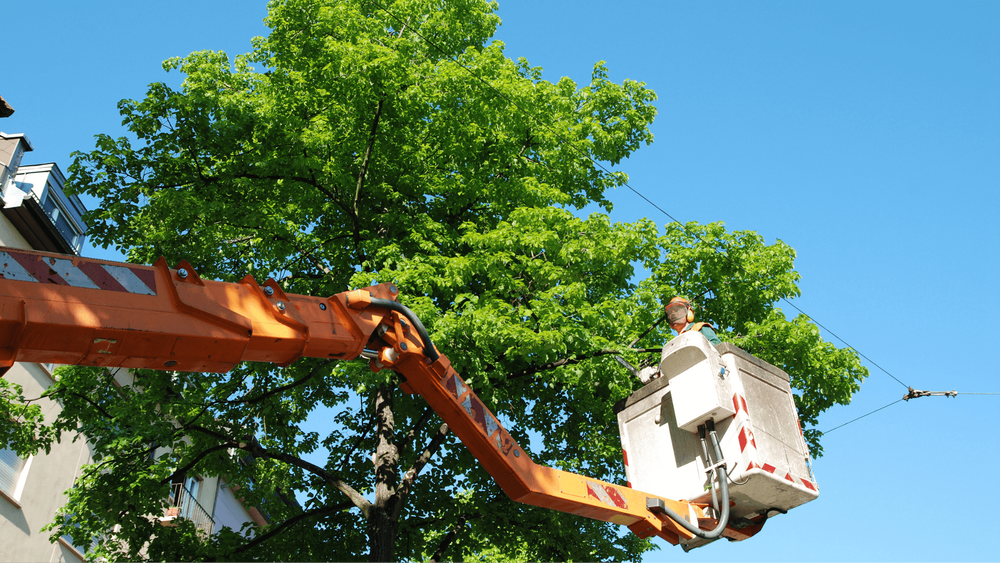 Enhance your landscape's health and beauty with our expert tree pruning service, ensuring trees remain vibrant and safe by removing dead branches, promoting growth, and maintaining structural integrity. for Grass N Things LLC in Sandston, VA