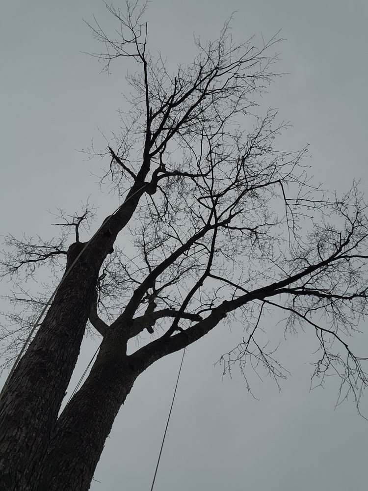 Tree Removal for Licensed to Cut Tree Service in Athens, PA