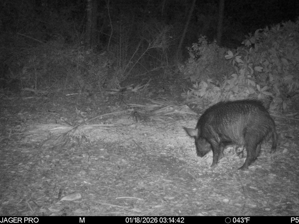 All Photos for Havoc Hog Control in Molino, FL