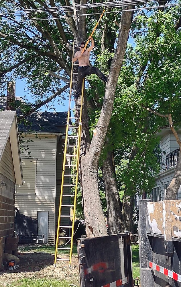 Tree Removal for A.M. Forestry LLC in Nekoosa, WI