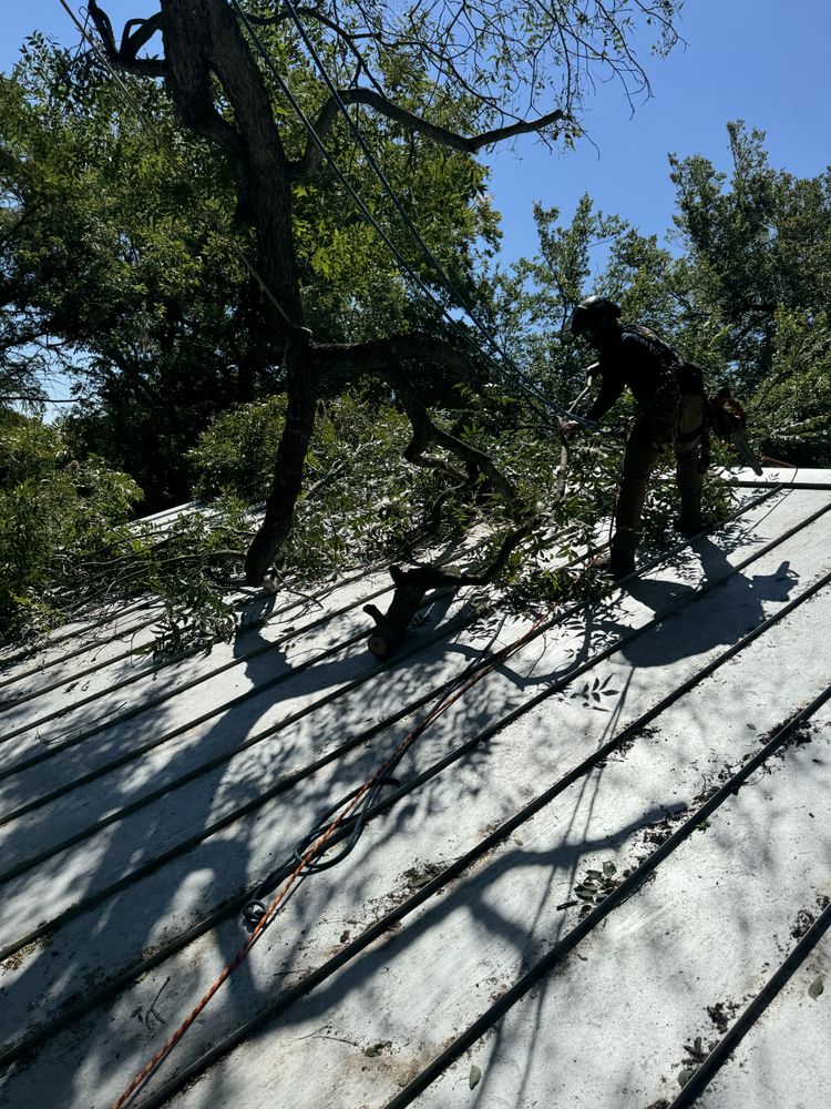 All Photos for Braun Tree Service in Floresville, Texas