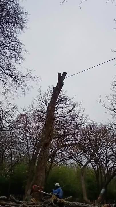 All Photos for Blu-J Tree Care in Arlington, TX