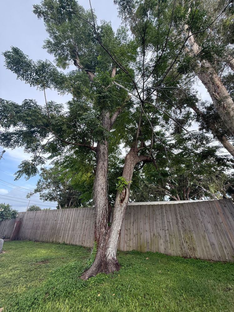 Tree Removal for Damian’s Tree Care in Sarasota, FL