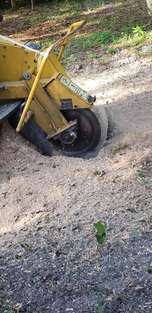 Tree Removal for Daniel Hickey’s Tree Service in DeLand, FL