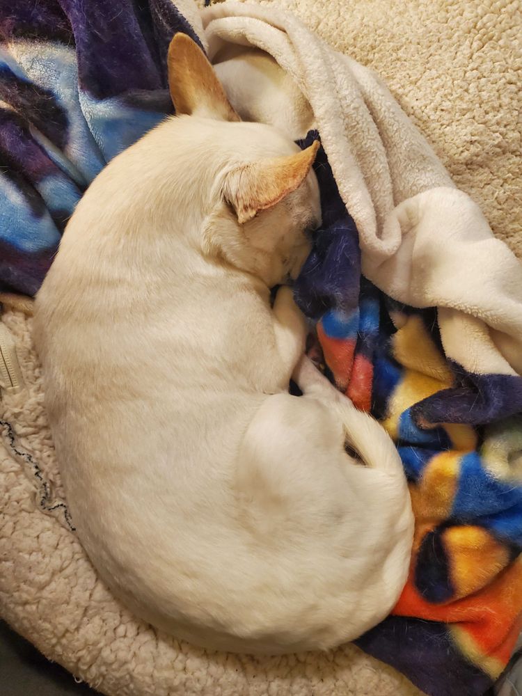 All Photos for Dumbo's Doggy Doors in City of Sammamish, WA