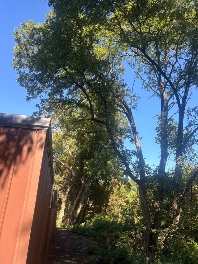 All Photos for T's Trees in Albany, NY