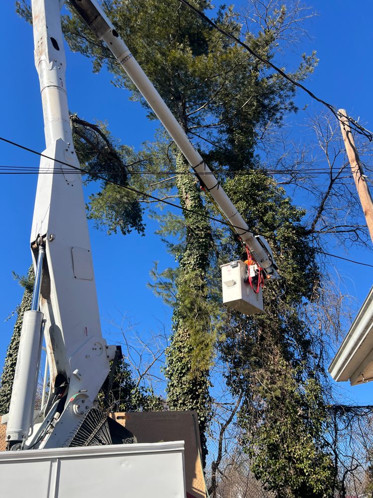 Tree Removal for Ground To Sky Tree Care in Asheville, North Carolina