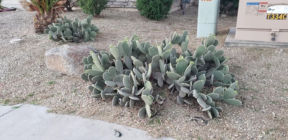 Landscaping for Sunrise Landscape in Maricopa, AZ