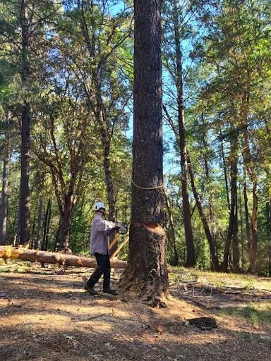 Tree Removal for Tyco Forest Management in Placerville, CA