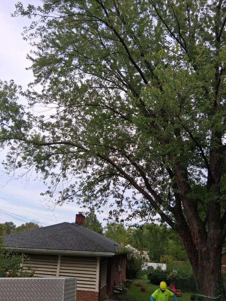 All Photos for Red Roosters Tree Services in Bedford County, VA